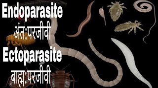 Ectoparasite and Endoparasite [upl. by Aihsi]