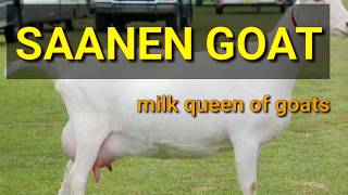 SAANEN GOAT INFORMATION [upl. by Ociredef]