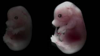 Mouse embryo developing over time [upl. by Gensmer]