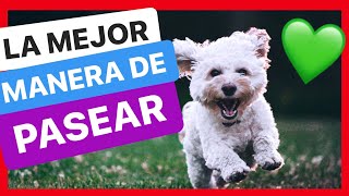 Cómo SACAR a PASEAR a tu PERRO 🤔 ► El MEJOR PASEO 🟢100 EFECTIVO [upl. by Gargan]