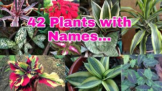 PLANTS AND NAMES [upl. by Hpeosj]