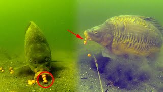 Best carp underwater fishing compilation 2020 High quality [upl. by Oidacra874]