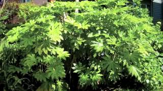 Fatsia japonica  Japanese Aralia [upl. by Sup]