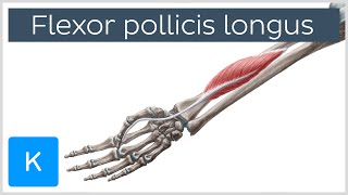 Flexor pollicis longus muscle  Origin Insertion Innervation amp Function  Anatomy  Kenhub [upl. by Gary]