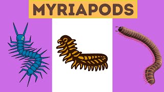 Myriapods Characteristics [upl. by Nuahsed]