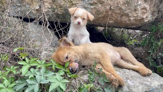 The cry for help of two dogs abandoned by their cruel owner on the side of the road and I saved them [upl. by Dempsey198]