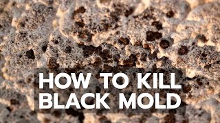 How to Kill Black Mold Safely amp Forever [upl. by Anirb136]