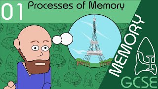 Processes of memory  Memory GCSE Psychology AQA [upl. by Naresh]