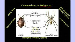 Invertebrate Diversity Part 3 Introduction to Arthropods [upl. by Hance]