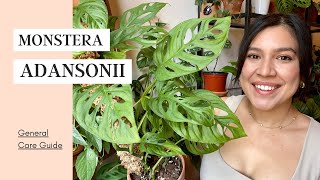 How To Care For Monstera Adansonii  Yellow leaves [upl. by Anertac3]