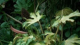 Fatsia japonica annelise timelapse world first [upl. by Nyltac]