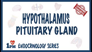 Hypothalamus amp Pituitary Gland [upl. by Flori]