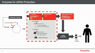 Critical Raw Material for mRNAbased Vaccine Development [upl. by Pietro]