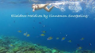 Ellaidhoo Maldives Snorkeling [upl. by Nealson507]