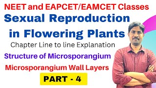 Structure of Microsporangium  Microsporangium Wall Layers  PART 4 [upl. by Johnath]