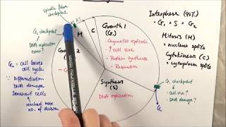 AS Biology  Cell cycle OCR A Chapter 61 [upl. by Gasper]