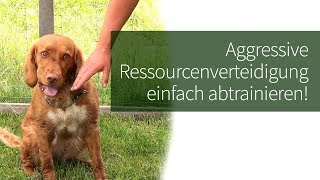 Ressourcenverteidigung Hund ► Aggressive Ressourcenverteidigung einfach abtrainieren [upl. by Akienom]