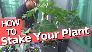 How to stake your plant for a perfect Monstera [upl. by Fisuoy]