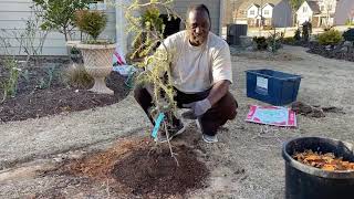 How to Plant a Blue Atlas Cedar [upl. by Rebecca]