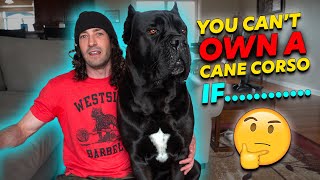 Why You CANT Own a Cane Corso [upl. by Rox]