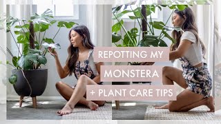 Repotting my Monstera  Plant Care Tips [upl. by Sessylu]