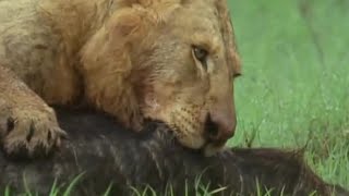 Lion Pride vs Buffalo  BBC Earth [upl. by Reiners177]