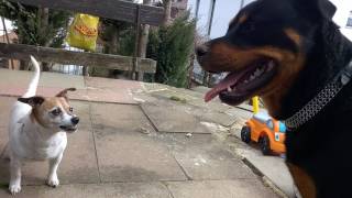 Jack Russell Terrier attacks Rottweiler [upl. by Weed]