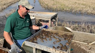 Crawfish in Louisiana [upl. by Carol]