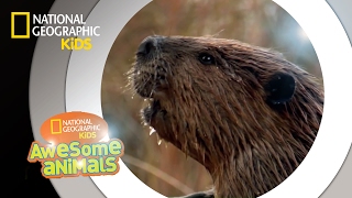 American Beaver  Awesome Animals [upl. by Fording]