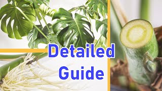 How To Propagate MONSTERA DELICIOSA 2 EASY Ways DETAILED [upl. by Prudhoe]