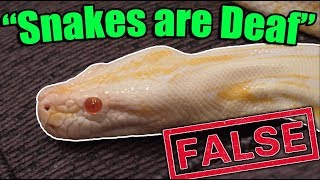 8 MORE Common Reptile Myths DEBUNKED [upl. by Daphna567]