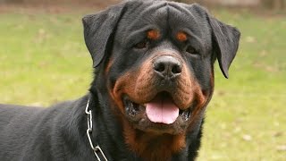 El Rottweiler [upl. by Drazze]