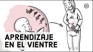 Desarrollo Prenatal Lo Que los Bebés Aprenden Dentro del Vientre [upl. by Gnilhsa]