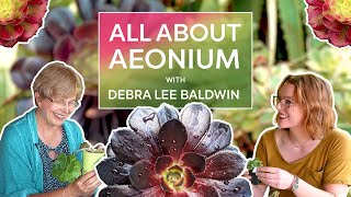 All About AEONIUM with Debra Lee Baldwin [upl. by Weisler48]