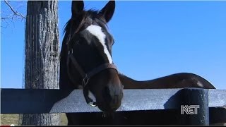 Zenyatta Thoroughbred Racehorse  Kentucky Life  KET [upl. by Rettke]