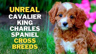 12 Cutest Cavalier king Charles Spaniel Mix breeds That will Melt Your Heart [upl. by Landahl707]