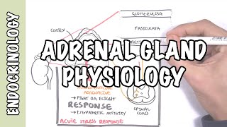 Endocrinology  Adrenal Gland Hormones [upl. by Assej]