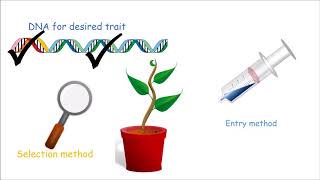 How to Make a Genetically Modified Plant [upl. by Aicia]