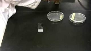 Catalase Test [upl. by Surtimed662]