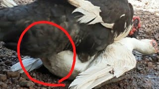 Muscovy Duck In Heat Hard Mating 2021 [upl. by Egor524]