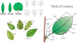 Plant Anatomy and Morphology [upl. by Jaquenetta]