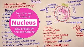 Nucleus Structure and Function  Cell Biology [upl. by Codd521]