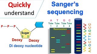 Sanger sequencing [upl. by Carma]