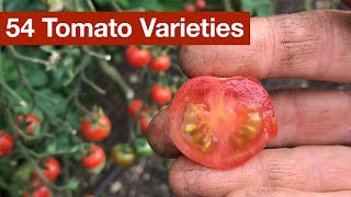 54 Tomato Varieties [upl. by Jezrdna]