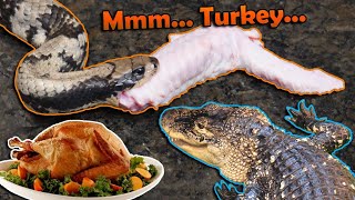 Giving our Reptiles a Thanksgiving Feast [upl. by Ysiad559]