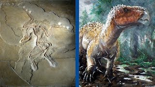 The Most Important Discoveries in Paleontology  Part 1 [upl. by Alyose150]