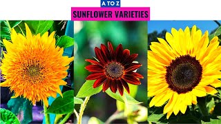 Sunflower Varieties A to Z [upl. by Nitsraek]