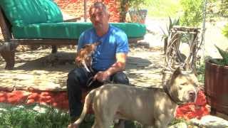 Cesar Millans Dog Nation  Season 1 Episode 7  Philadelphia Freedom [upl. by Cope]