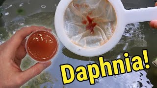 How I Culture Daphnia In Outdoor Tubs [upl. by Inaej]