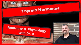 Control of Hormone Release  Endocrine System [upl. by Zales832]